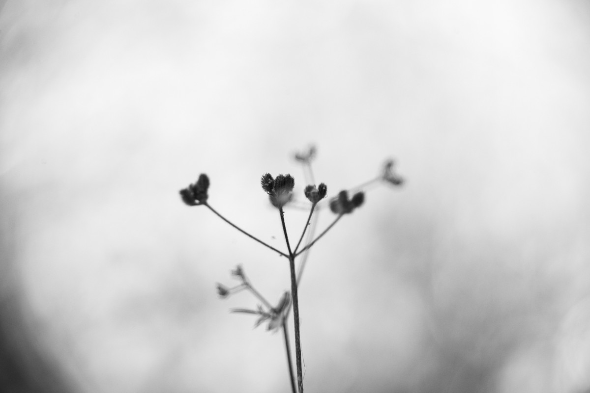 Delicate dried wildflower stems with tiny seed heads photographed in black and white macro at Hanita Kibbutz Israel