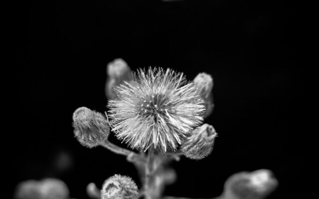 Black and white macro photograph of wild dandelion seed head with buds against dark background, Shlomi Israel