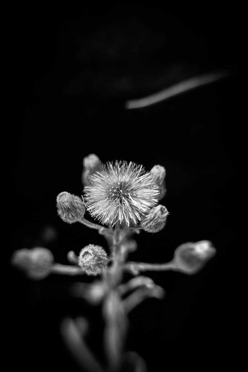 Black and white macro photograph of wild dandelion seed head with buds against dark background, Shlomi Israel
