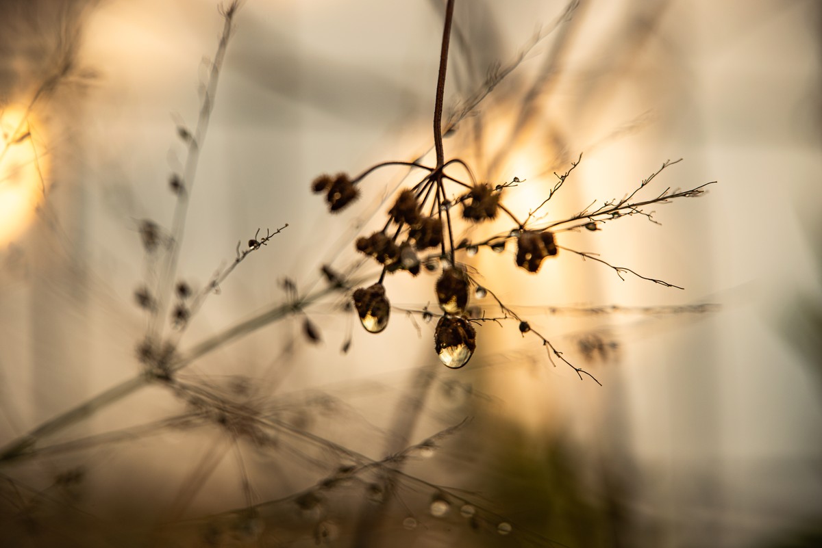 Macro close-up of sundried wildflower seed heads with golden dewdrops at Hanita Kibbutz Israel during morning golden hour
