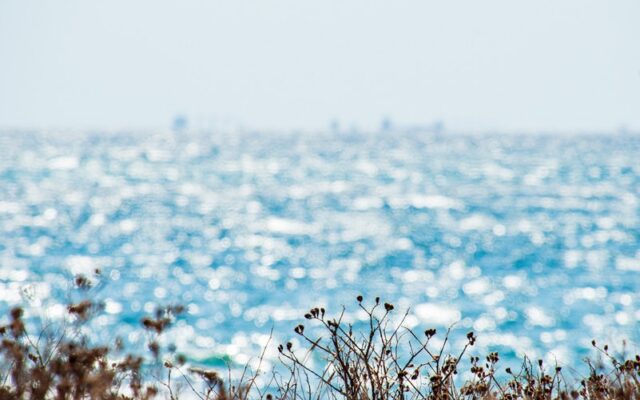 Sun-dried wild coastal shrubs with blurred shimmering Mediterranean Sea in background, Nahariyya Israel afternoon light