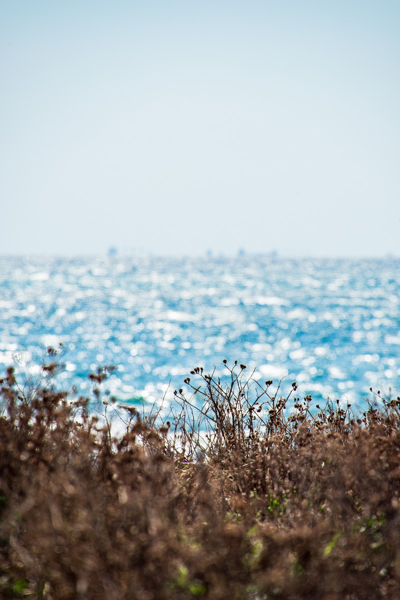 Sun-dried wild coastal shrubs with blurred shimmering Mediterranean Sea in background, Nahariyya Israel afternoon light