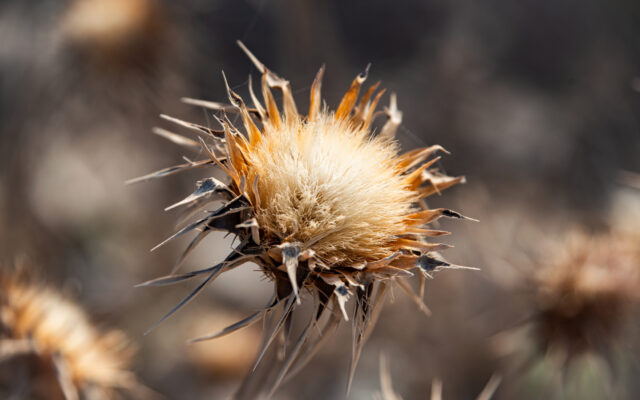 Dried thistle seedhead glowing in golden morning light, macro botanical photography from northern Israel