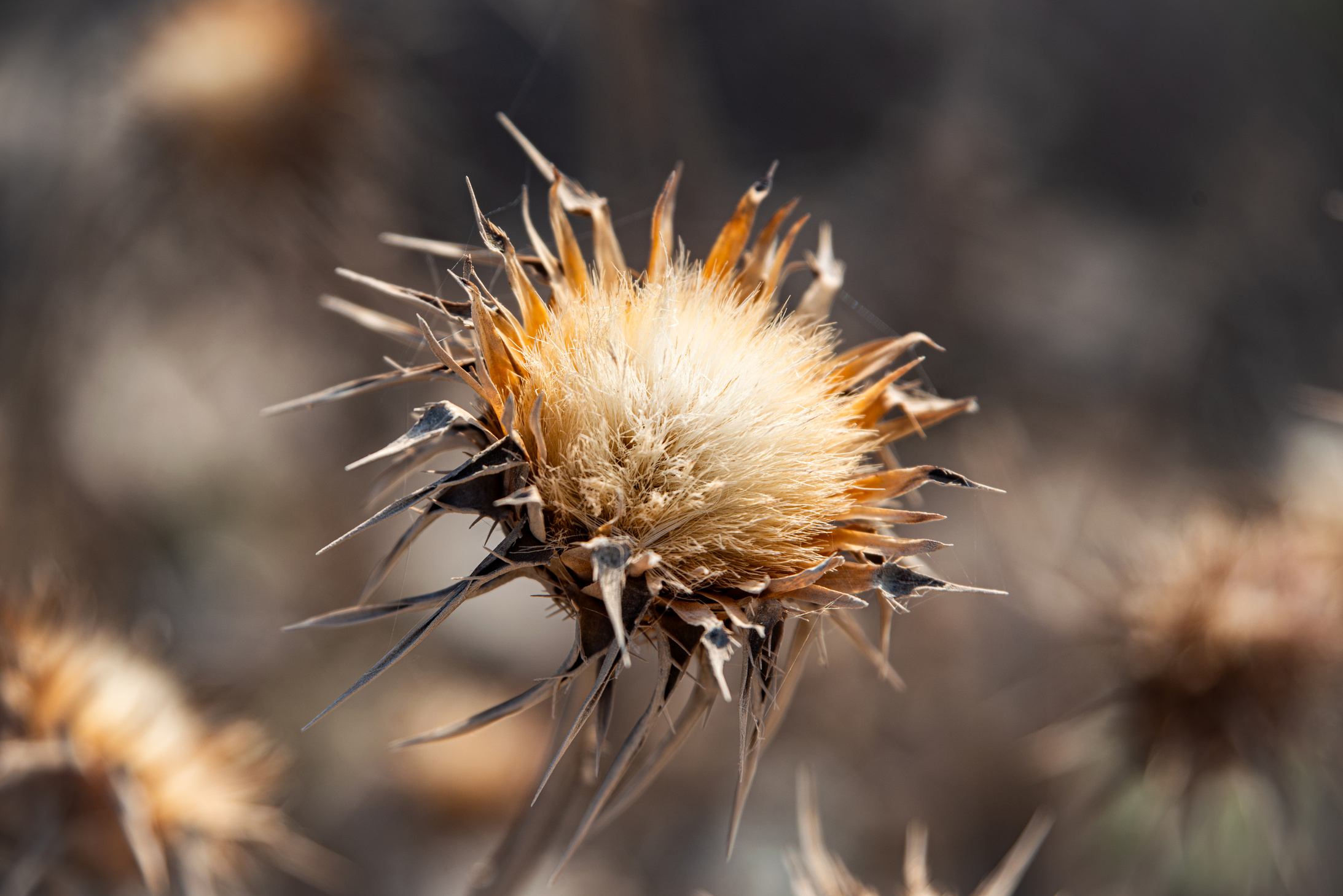 Dried thistle seedhead glowing in golden morning light, macro botanical photography from northern Israel