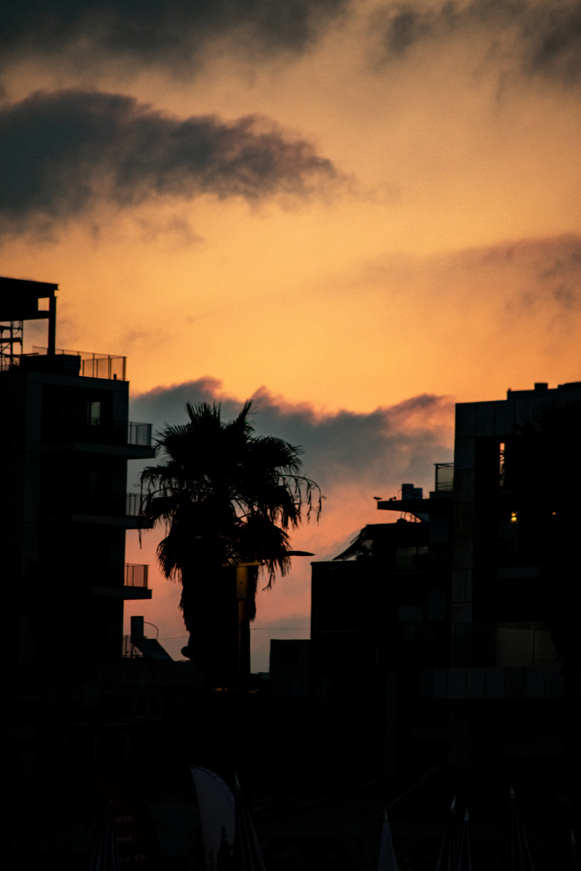 Tel Aviv urban skyline silhouette with palm tree against dramatic golden hour sunset sky during wartime evacuation