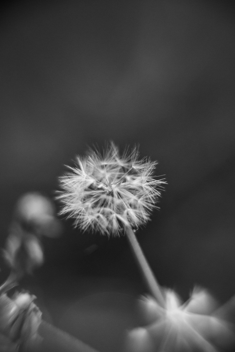 Black and white macro photograph of a dandelion seed head against dark bokeh background, Shlomi Israel