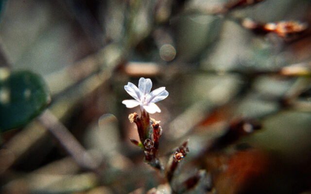 Delicate single white wildflower blooming on dry branch in golden morning light, Shlomi Israel