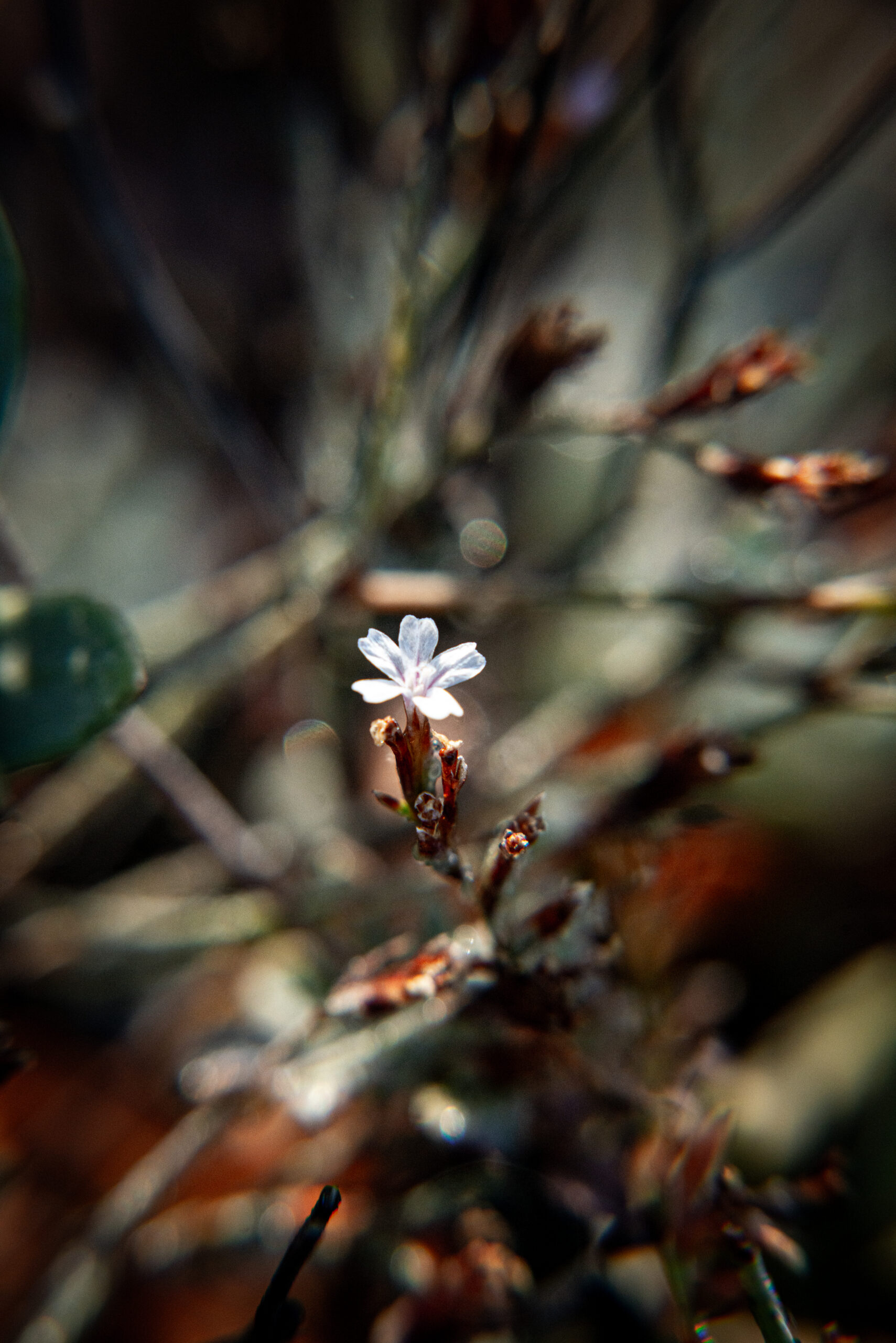 Delicate single white wildflower blooming on dry branch in golden morning light, Shlomi Israel